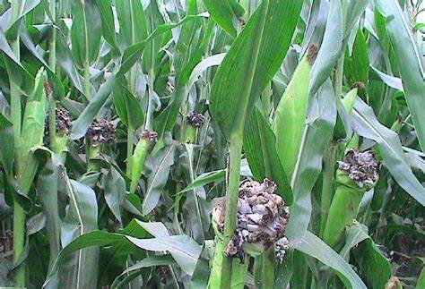 Is corn affected by smut? Timely identification, early prevention and treatment can effectively avoid a pandemic