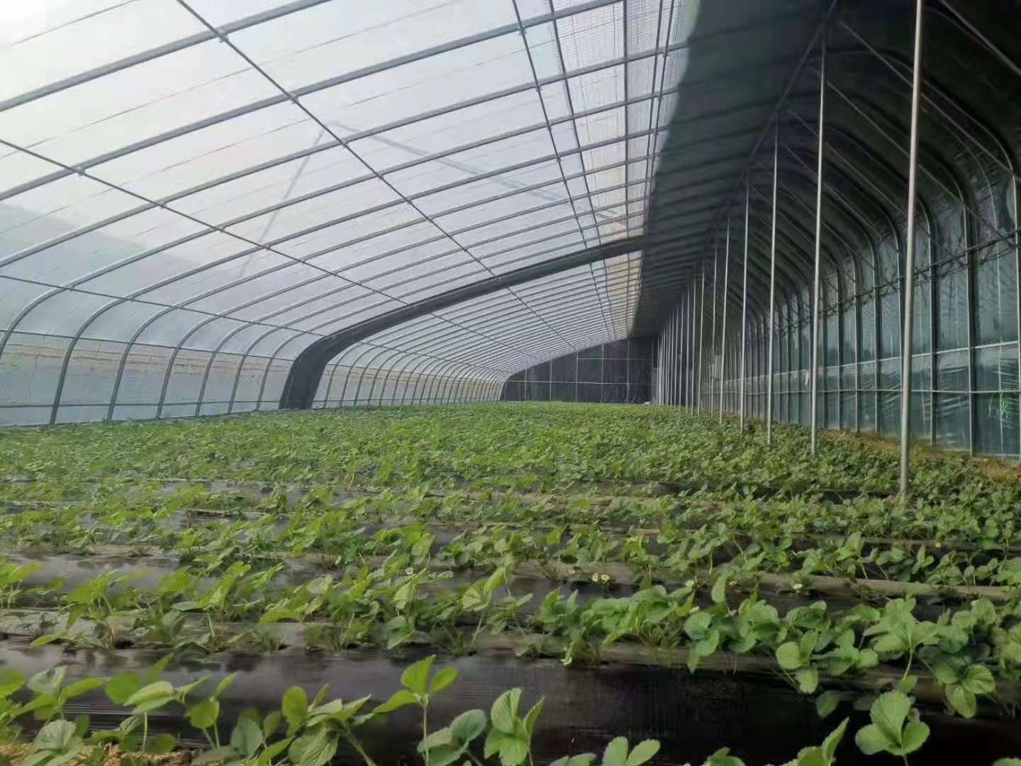 Cutting off the transmission route can prevent greenhouse vegetables from getting sick