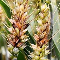 Common Diseases of Wheat