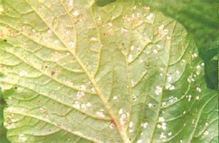 Rapeseed white rust symptoms and prevention methods