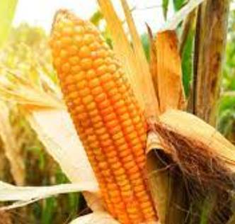 Prevention and Controlling of Pests in Corn Field