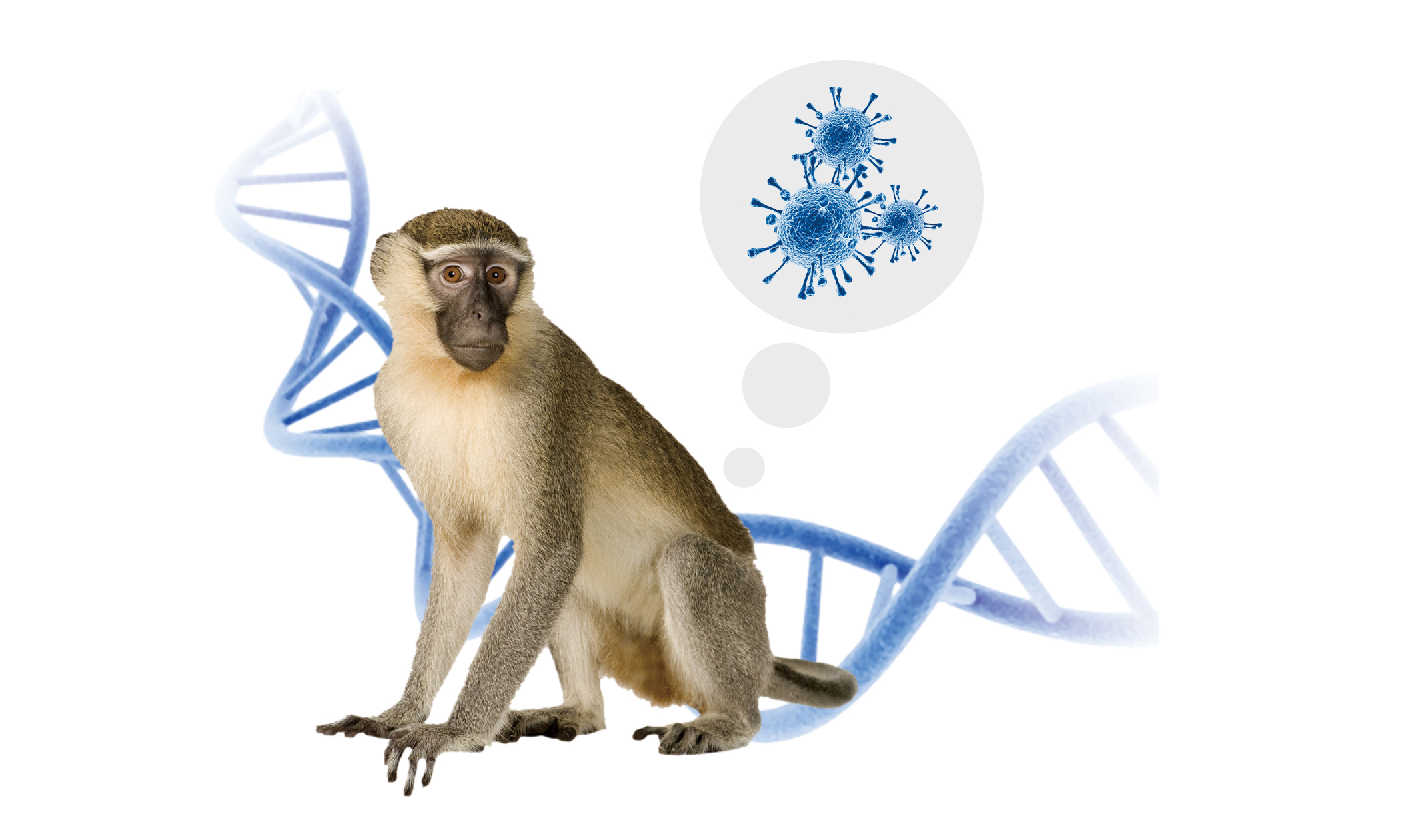 Surto de varíola dos macacos: o que devemos saber?