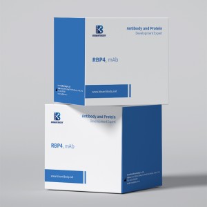 Manufactur standard Rbp4 - Anti-human RBP4 Antibody, Mouse Monoclonal – Bioantibody