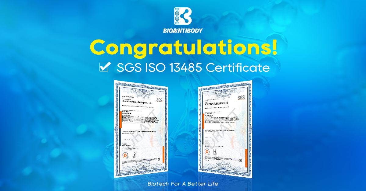Congratulations to Bioantibody for obtaining SGS ISO13485:2016 quality management system certificate