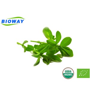 Alfalfa Leaf Extract Pulver