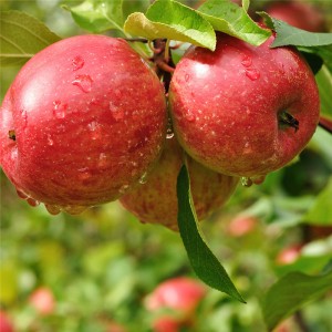 Екстракт от ябълкова кора 98% флоретин на прах