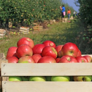 Ekstrakt kore jabuke 98% floretin u prahu