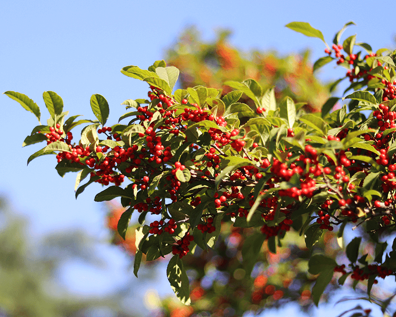 Discover the Potential of Bearberry Leaf Extract in Herbal Medicines and Supplements