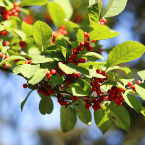 High-quality Bearberry Leaf Extract Powder