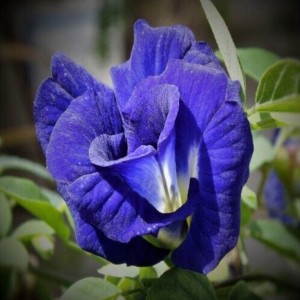 Zilo tauriņu zirņu ziedu ekstrakts zilā krāsā