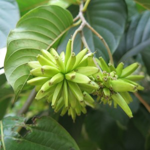 ʻO Camptotheca Acuminata Extract
