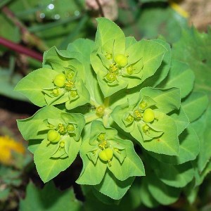 Caper Spurge Seed Extract