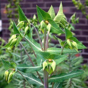 Caper Spurge Seed Extract