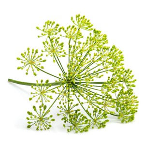 Low Pesticide Residue Whole Fennel Seeds