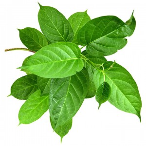 Pùdar Earrann Leaf Gymnema