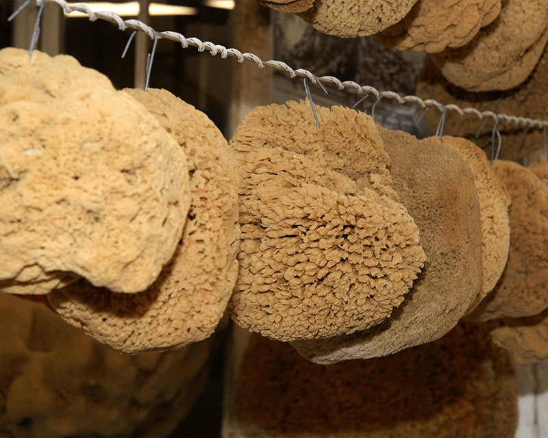 Organic Lion's Mane Mushroom Extract - ප්‍රබල මොළය සහ ස්නායු පද්ධති ආධාරක