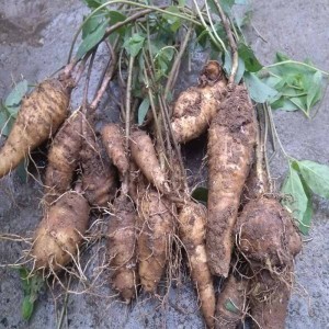 Kudzu Root Extract For Herbal Remedies