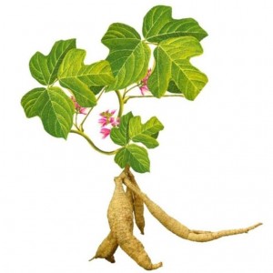 Kudzu Root Extract For Herbal Remedies