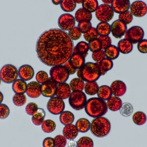 Microalgae کان قدرتي Astaxanthin پائوڊر