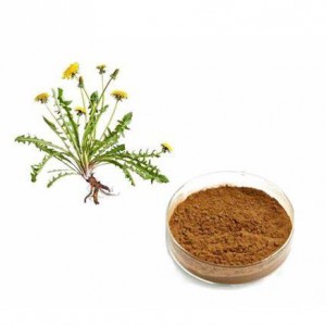 Organic Dandelion Root Ratio Extract Powder
