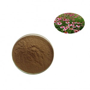I-Organic Echinacea Extract Ngo-10:1 Isilinganiso