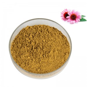 Organic Echinacea Extract By 10:1 Ratio