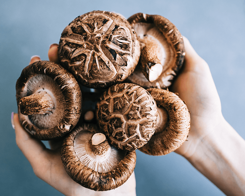 Organic Shiitake Mushroom Extract thiab nws cov teebmeem rau ntshav qab zib