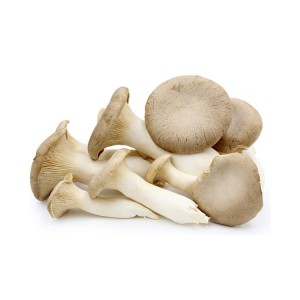 King Oyster Mushroom Extract Pulver