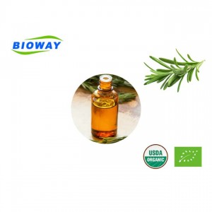 Pure Organic Rosemary Oil with Steam Distillation