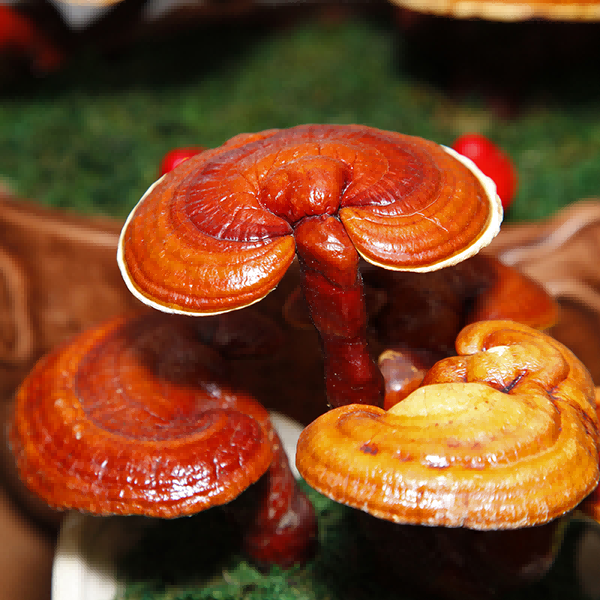 What are the Benefits of Taking Reishi Extract?