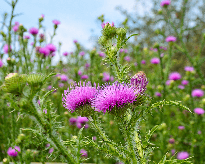 Unveiling the Science-Based Benefits of Mis Thistle