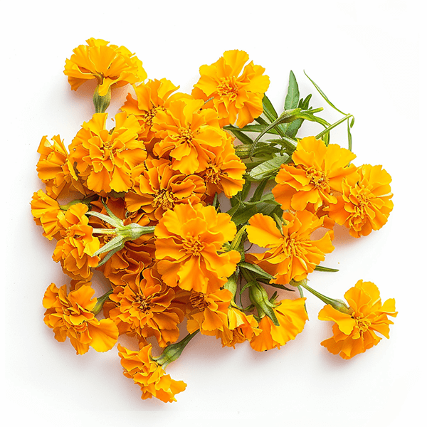 fresh_marigold_flowers3