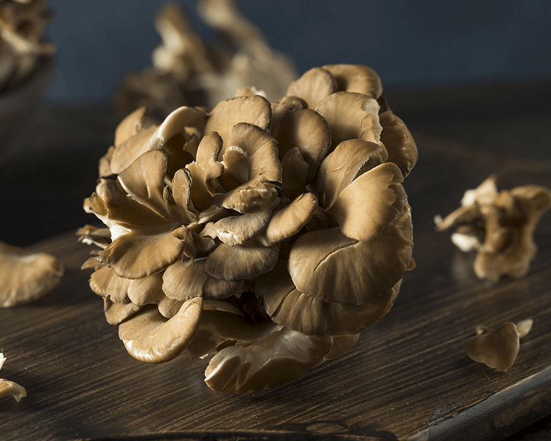 Waar is maitake-paddenstoel goed voor?