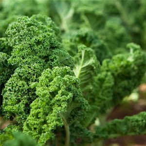 Βιολογική σκόνη Kale