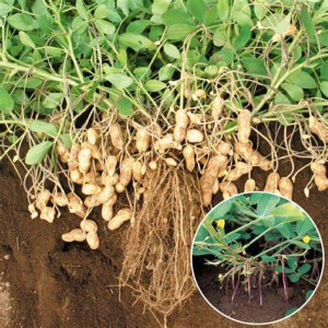 پودر پروتئین بادام زمینی بدون چربی