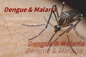 How to prevent dengue fever? Let’s understand>>