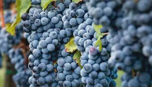 Do you know the top producing areas of Pinot Noir?