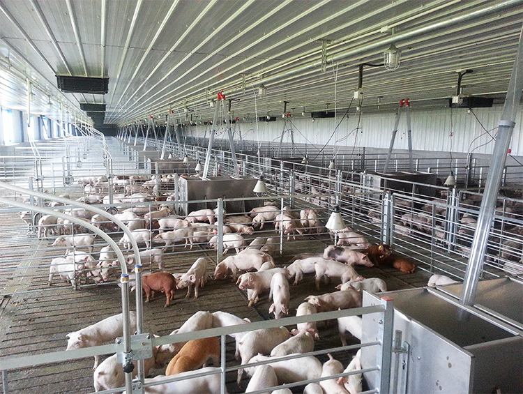 Myths and Realities of a Nutritious Pig Farm