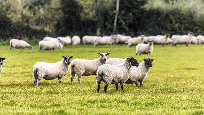 Sheep Scanning