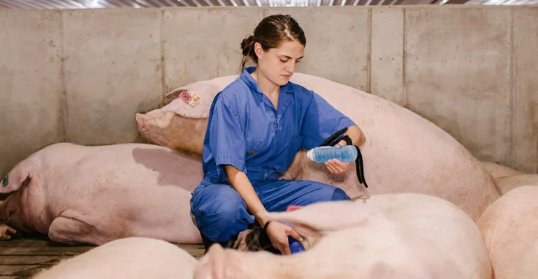 Ultrasound For Pigs