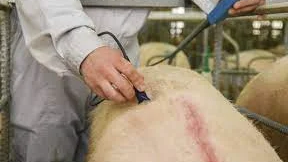 What are the benefits of using a B-ultrasound machine for pigs?