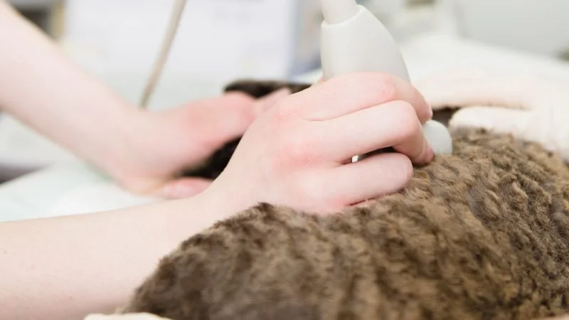 What problems should be paid attention to when using veterinary b-ultrasound equipment?