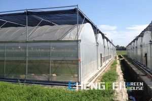 18 Years Factory Single-Span Greenhouses - Agricultural film greenhouse with ventilation system – Chengfei
