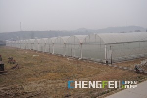 Manufactur standard Blueberry Greenhouse - Agricultural multi-span plastic film greenhouse – Chengfei