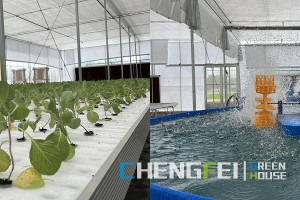 Fast delivery Simple Aquaponics System - Large scale aquaponics system used into greenhouse – Chengfei