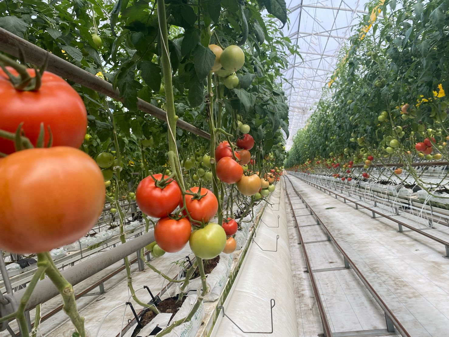 Tomato Greenhouse Guide: Crafting the Perfect Growth Environment