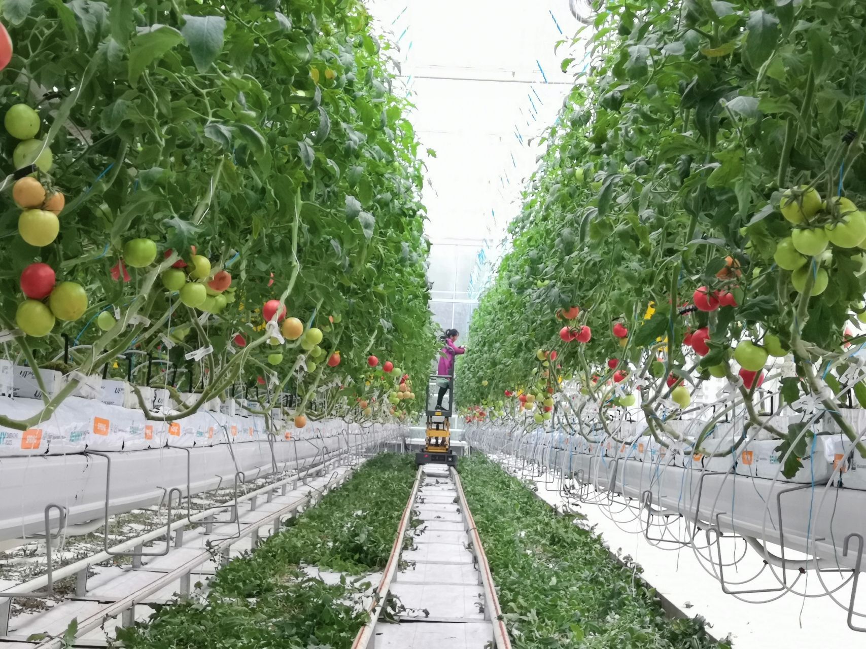 Choosing the right tomato variety:The key to greenhouse growing