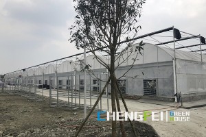 Personlized Products Sawtooth Type Greenhouse - Specialty multi-span plastic film greenhouse – Chengfei