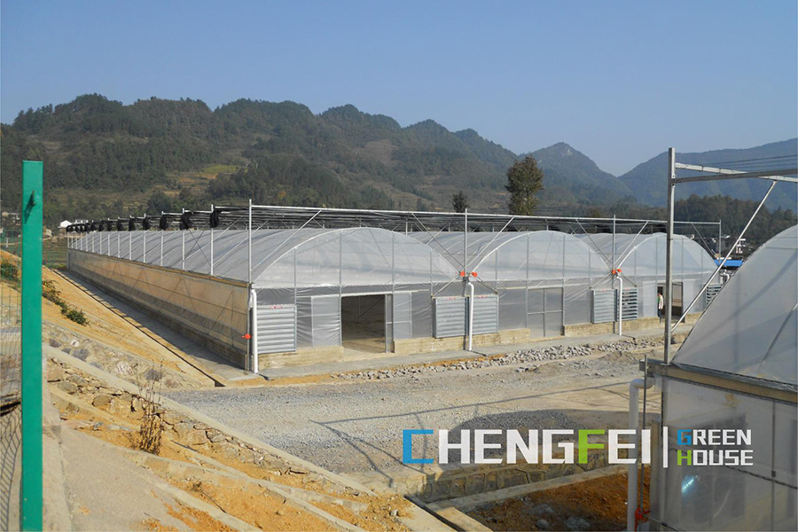 Vegetable-film-greenhouse-with-ventilation-system-(6)