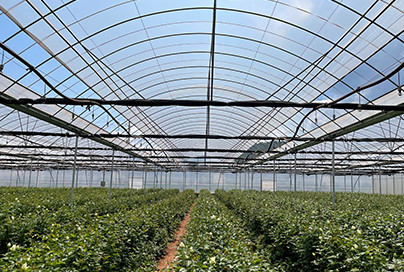 Vegetable&Fruit Greenhouses  in Malaysia